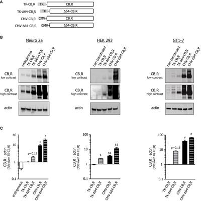 Optimization of the Heterologous Expression of the Cannabinoid Type-1 (CB1) Receptor